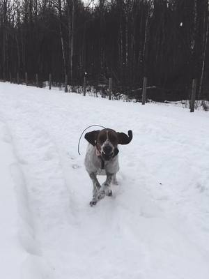 A post by @lismitchl on TikTok caption: Coming In Hot!! 😜#countrylife #hounds #packlife #huntingdogs