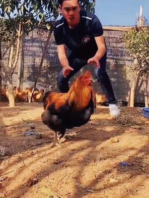 A post by @hhliang2020 on TikTok caption: Nice 😂😂😂👍#fyp #tiktok #foryou #chicken