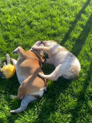 A post by @hannahroseland on TikTok caption: No personal space for these cuties #bulldogpuppy #englishbulldog #dogsoftiktok #trending