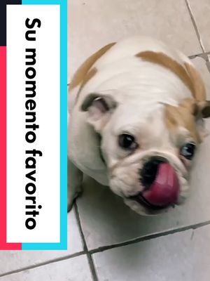 A post by @portermx on TikTok caption: #dog #bulldog #englishbulldog #puñpy #fyp