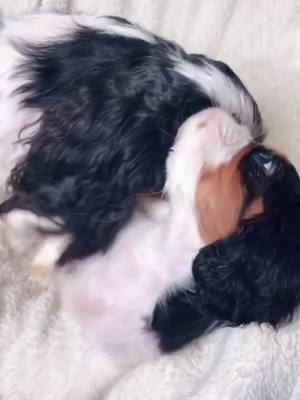 A post by @cavalierkingcharlesparis on TikTok caption: What the hell! 😂😂😂 #cavalierkingcharlesspaniel #foryou #cavalierkingcharles #cutepuppy #funnyvideos #dog #foryourpage #foryourlike