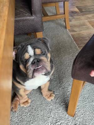 A post by @life.of.fred.and.barney on TikTok caption: 💓 #fredthebulldog #dogsoftiktok #puppy #viral #englishbulldog #fyp