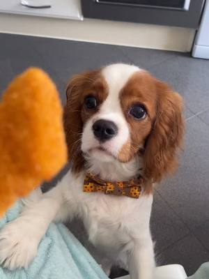 A post by @cavalierkingcookie on TikTok caption: Era só uma dentada😭O meu laçinho é da caoki😁 #fyp #foryou #foryoupage #cachorro #caes #animais #dogs #pet #cavalier #fofo #cute #portugal #brasil