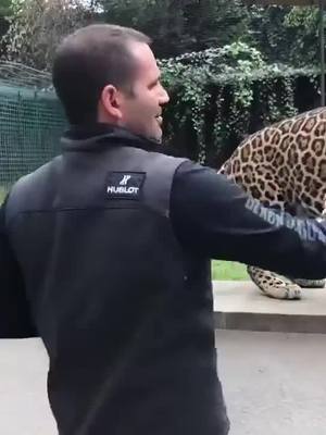 A post by @maria.eleni.k on TikTok caption: #animals #tiger #viral_video #Love