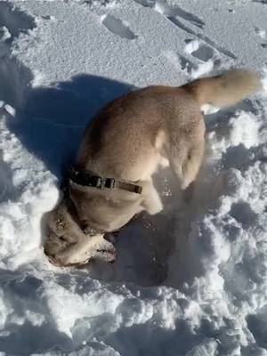 A post by @inna_husky on TikTok caption: La tornade 🌪 #husky #dog #huskysiberian #dogsoftiktok #