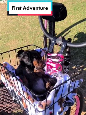 A post by @they.call.me.stevie on TikTok caption: Today was my first puppy adventure with my hoomans! #puppyadventure #puppiesoftik #dachshund #cuteanimals #dogsoftik #itookanap