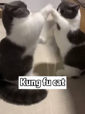 A post by @biggggcat on TikTok caption: If didn’t see the end, I thought it was a mirror#cat #duet