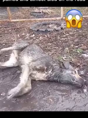 A post by @shorttv_syysdt2 on TikTok caption: Rescue the poor dog convulsed, pained and almost died on the road#rescuedogsoftiktok #animeedit #dog