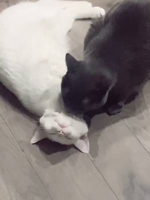 A post by @numbinsomnia on TikTok caption: #catsinlove #catsoftiktok #4u