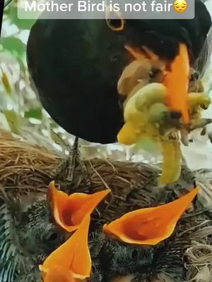 A post by @yc99991 on TikTok caption: Mother Bird is not fair🙈🙈#fyp #foryou