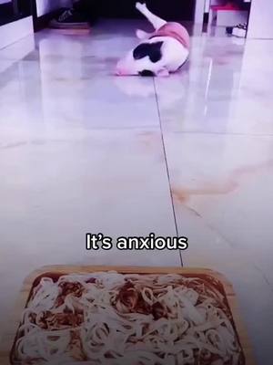 A post by @feelgoo1_ on TikTok caption: 🐽🐽#pig #cute #funny #funnyvideos #funnyanimals