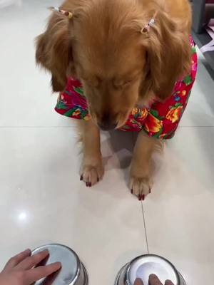 A post by @cherry_yoyo1 on TikTok caption: #dog #funny #fyp #dogsoftiktok