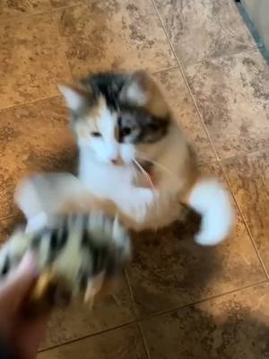 A post by @thecalicotwinkittens on TikTok caption: Callie loves new toys 🥰 #calicotwins #callie #toy #McDonaldsCCSing #VideoSnapChallenge #fyp #foryou #fypシ #foryoupage #meow #cat #catsoftiktok