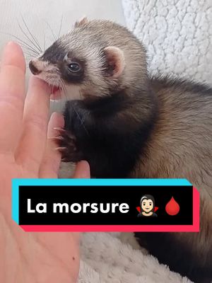 A post by @fionalab on TikTok caption: Izzie était une grande mordeuse au début, on travaille dessus petit à petit 🥰 #furet #ferret #pets #petslover #ferretslove #ferretsoftiktok #morsure