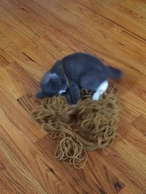 A post by @______jenn on TikTok caption: Give your kitten yarn #kittensoftiktok #catsoftiktok #foryou #foryoupage ￼#fyp