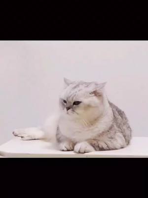 A post by @liubaohua0 on TikTok caption: #pet cat#daily life#train#meme