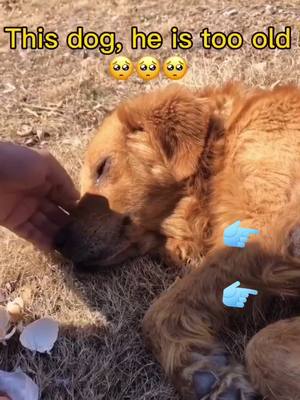 A post by @qux157 on TikTok caption: #greenscreenvideo 😭😭😭#dog