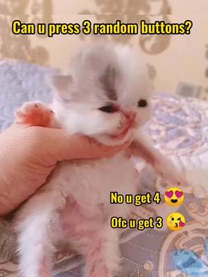 A post by @cat.love066 on TikTok caption: #kitten #cat #cute #kitty #fyp