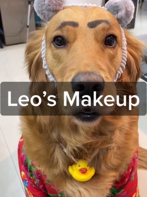 A post by @doggleo on TikTok caption: Am I beautiful? #goldenretriever