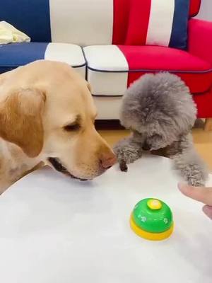 A post by @kawayi520 on TikTok caption: WHO CAN  WIN THE FOOD?#DOGGY #FYP