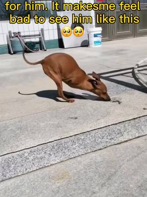 A post by @qux157 on TikTok caption: If it were you,would you take him home?#dogbaby #greenscreenvideo #dog