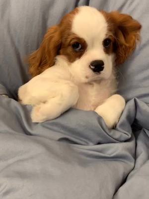 A post by @cavalierkingcharlesparis on TikTok caption: So busy everyday 😂😂😂 #cavalierkingcharlesspaniel #viralvideo #foryou #cavalierkingcharles #cutepuppy #funnyvideos #dog #foryourpage #foryourlike