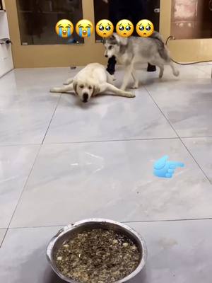 A post by @qux157 on TikTok caption: #dogbaby #dog #straydog #puppydog #dogmother