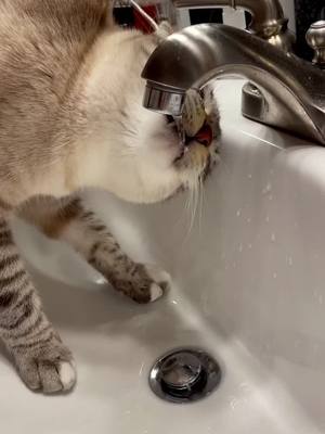 A post by @luna.and.toulouse on TikTok caption: Faucet water is the best water🚰 #fyp #foryou #cat