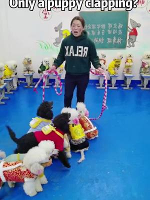 A post by @josh01044 on TikTok caption: Class is in session and many puppies are not serious#dog #pet #cute #foryou