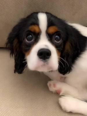 A post by @cavalierkingcharlesparis on TikTok caption: It’s hard to find a good roommate 😂😂😂 #cavalierkingcharlesspaniel #viralvideo #foryou #cutepuppy #funnyvideos #goodroommate #dog