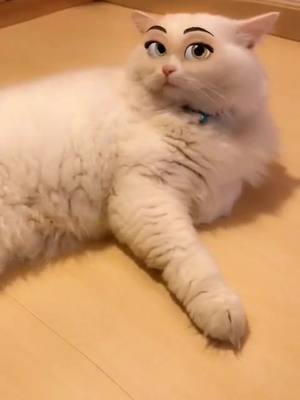 A post by @cherry_yoyo1 on TikTok caption: Am I beautiful?☺️ #cat #cute #funny #Coming2America