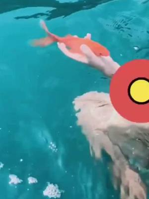 A post by @fish387 on TikTok caption: if like this follow for more fish☺️#fyp #fish