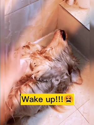 A post by @cutepetvlog on TikTok caption: Dont leave me.🙏🙏🙏#petstory #cutepet #puppylove #doglover #dogoftiktok #dontleaveme #fyp #foryou