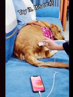 A post by @cutepetvlog on TikTok caption: #duet with @kakasuperdog #dogoftiktok #doglover #puppylove #cutepet #foryou #fyp