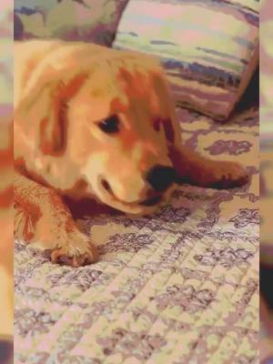 A post by @dog55555 on TikTok caption: #dog #🐶 #pet #foryou #foryoupage #fyp #doglover #poor