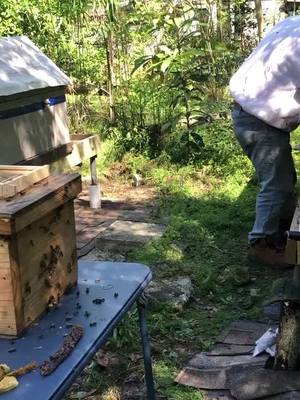 A post by @mugsbee on TikTok caption: Transferring honey bees to frames, baby queen!