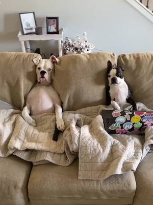 A post by @frank.the.boxer on TikTok caption: Typical denial from the boys…#dogs #boxerdogs #bostonterrier #fyp