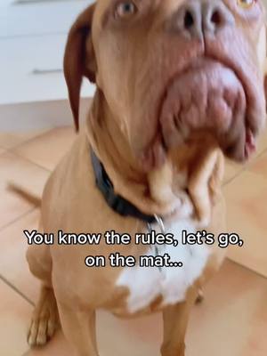 A post by @bindi_the_bordeaux on TikTok caption: She sure is hard-headed even though we do this EVERY morning (not always cheese). #doguedebordeaux #dogsoftiktok #frenchmastiff #mastiff