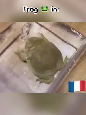 A post by @fightingspiritpeople on TikTok caption: 🐸 #frog #funny #justforfun #fightingspirit #france #usa #russia