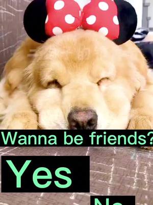 A post by @gina5110 on TikTok caption: Wannabe friends?#foryou #doggy #tiktoker #fyp