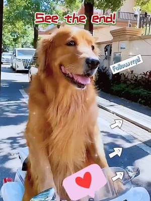 A post by @dog55555 on TikTok caption: #foryou #fyp #foryoupage #dog #🐶 #pet #doglover #kind