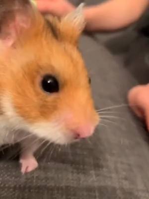 A post by @._team._.hamster on TikTok caption: Hamster 😎🤝🐹 #viral #viral #fyp #foryou #vaipofycaramba #hamster #fy