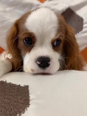 A post by @cavalierkingcharlesparis on TikTok caption: Cute little puppy 🥰🥰🥰 #cavalierkingcharlesspaniel #viralvideo #foryou #cutepuppy #funnyvideos #dog #cavalierkingcharles