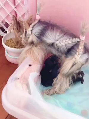 A post by @hepburnloved on TikTok caption: ❤️❤️❤️#Yorkies #dog #cute #foryou