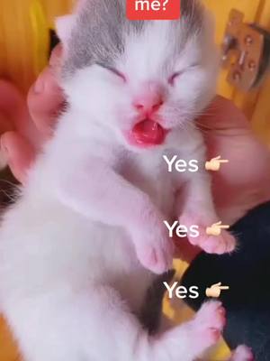 A post by @cat.love066 on TikTok caption: #kitten #cat #cute #kitty #pet #fyp