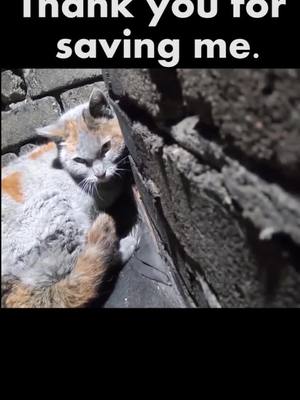 A post by @petcatsdog on TikTok caption: Thanks #cat #pet #fy #fyp #rescue