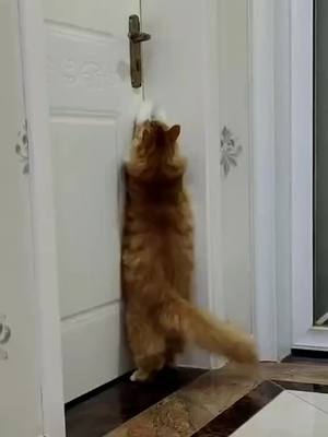 A post by @yc99991 on TikTok caption: The cat that will open the door😂😂#cat #fyp #foryou #funny