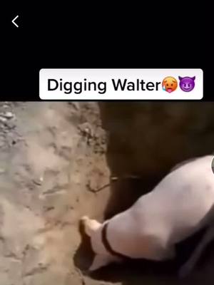 A post by @215ant_____ on TikTok caption: Walter gang