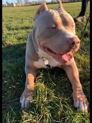 A post by @f.2drippy on TikTok caption: #xlbully #americanbully #dogsoftiktok