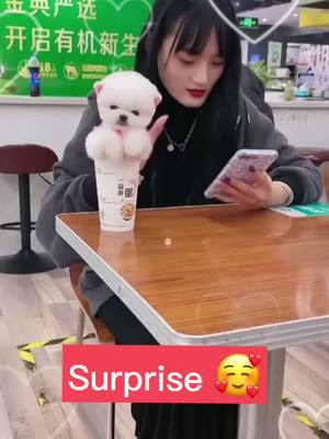 A post by @cabreclassi07462 on TikTok caption: It’s so surprise!#cutedog #puppy #foryou #cuteanimals